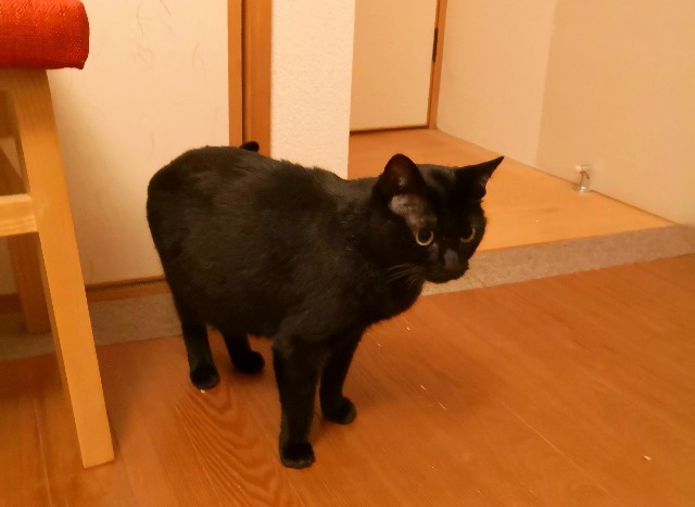 f:id:hiraryo0201:20181027074520j:image