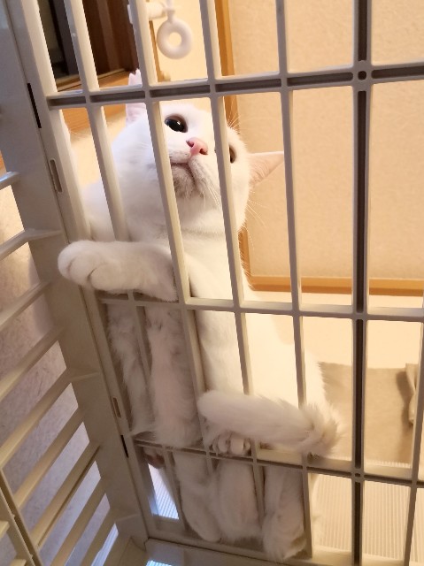 f:id:hiraryo0201:20181027074732j:image f:id:hiraryo0201:20181027074732j:image