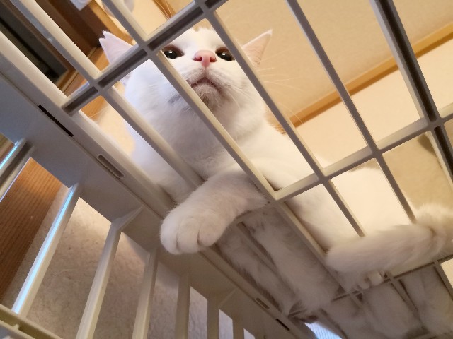 f:id:hiraryo0201:20181027074751j:image f:id:hiraryo0201:20181027074751j:image