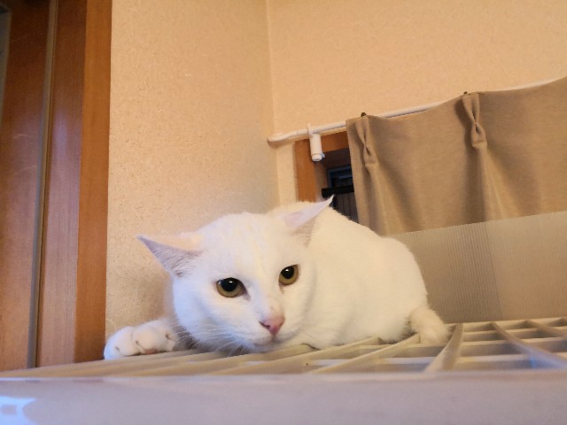 f:id:hiraryo0201:20181027074816j:image f:id:hiraryo0201:20181027074816j:image