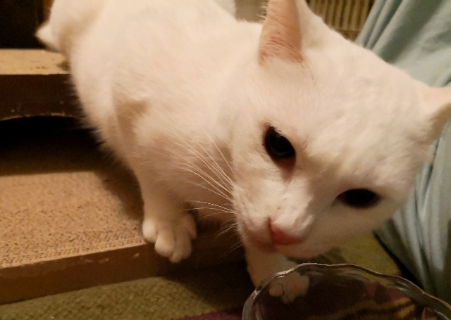 f:id:hiraryo0201:20181027113923j:image f:id:hiraryo0201:20181027113923j:image