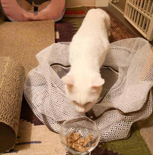 f:id:hiraryo0201:20181030190244j:image