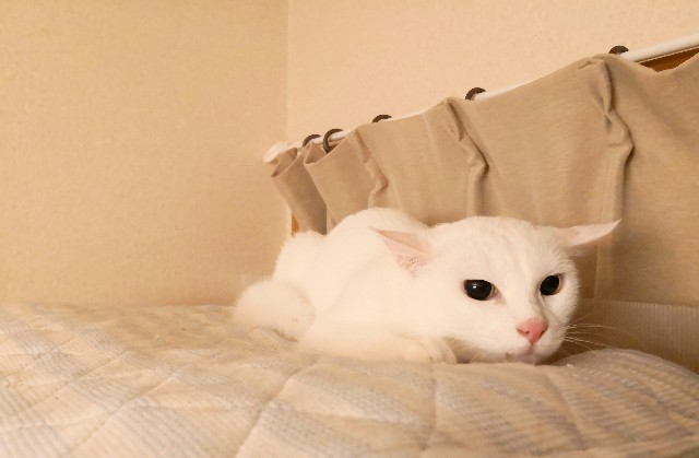 f:id:hiraryo0201:20181030190358j:image