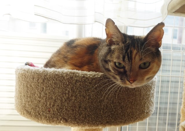 f:id:hiraryo0201:20181103151427j:plain