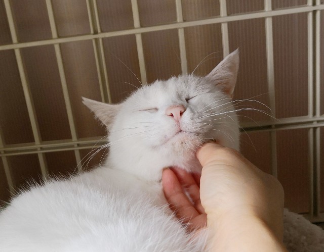 f:id:hiraryo0201:20181105184328j:image