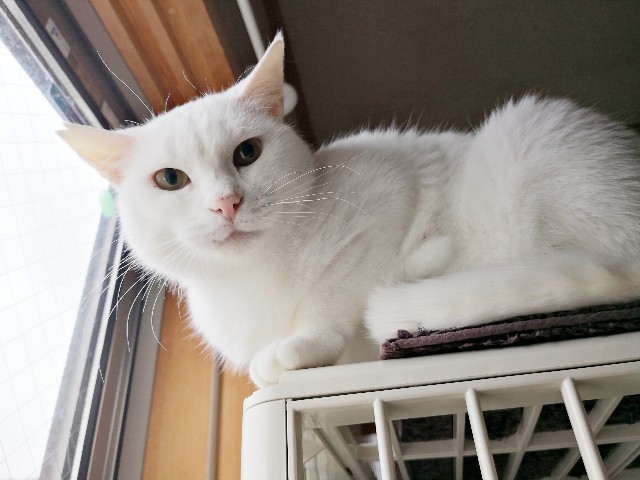 f:id:hiraryo0201:20181105184347j:image