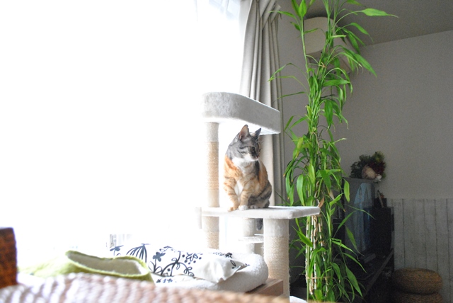 f:id:hiraryo0201:20181111095644j:plain f:id:hiraryo0201:20181111095644j:plain