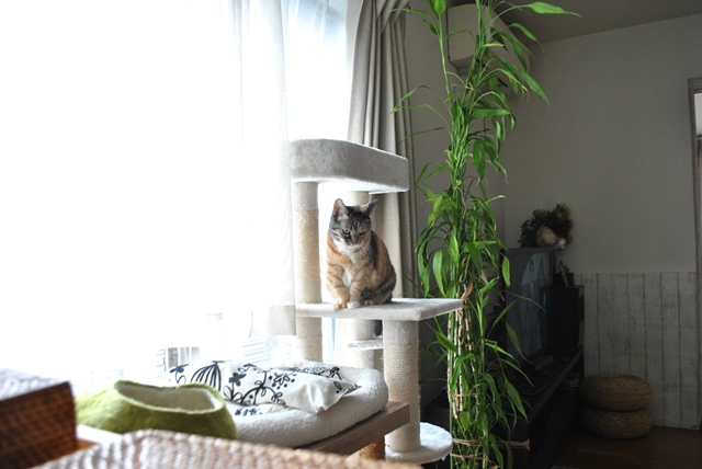 f:id:hiraryo0201:20181111095650j:plain f:id:hiraryo0201:20181111095650j:plain