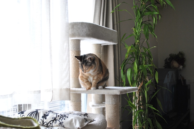 f:id:hiraryo0201:20181111095704j:plain f:id:hiraryo0201:20181111095704j:plain