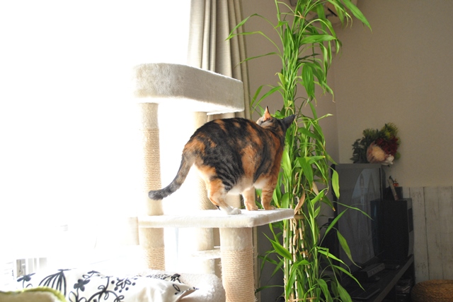 f:id:hiraryo0201:20181111095714j:plain f:id:hiraryo0201:20181111095714j:plain