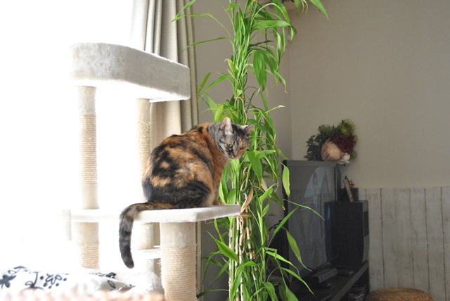 f:id:hiraryo0201:20181111095726j:plain f:id:hiraryo0201:20181111095726j:plain