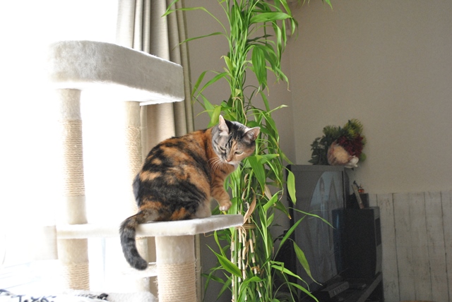 f:id:hiraryo0201:20181111095728j:plain f:id:hiraryo0201:20181111095728j:plain