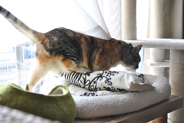 f:id:hiraryo0201:20181111095735j:plain f:id:hiraryo0201:20181111095735j:plain