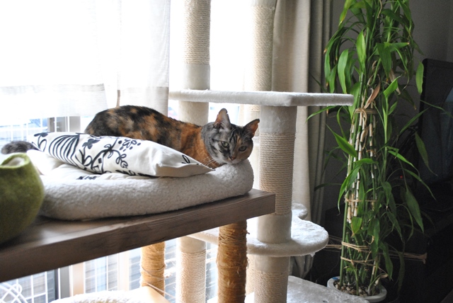 f:id:hiraryo0201:20181111095757j:plain f:id:hiraryo0201:20181111095757j:plain