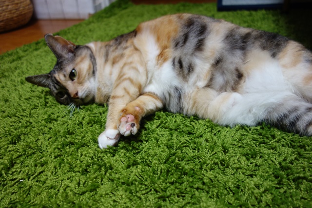 f:id:hiraryo0201:20181111100217j:plain