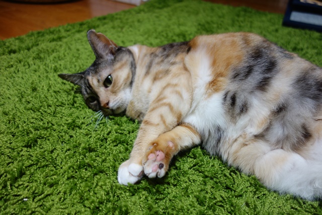 f:id:hiraryo0201:20181111100219j:plain