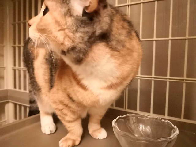 f:id:hiraryo0201:20181117105542j:image