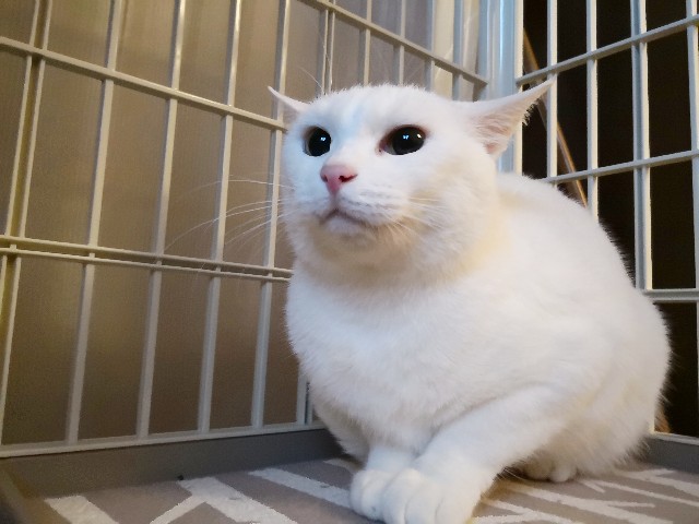 f:id:hiraryo0201:20181122144141j:image