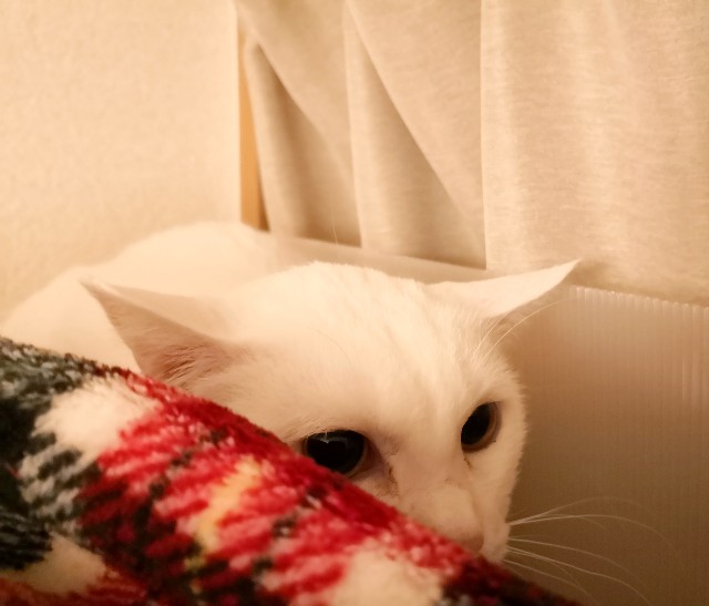 f:id:hiraryo0201:20181123133511j:plain
