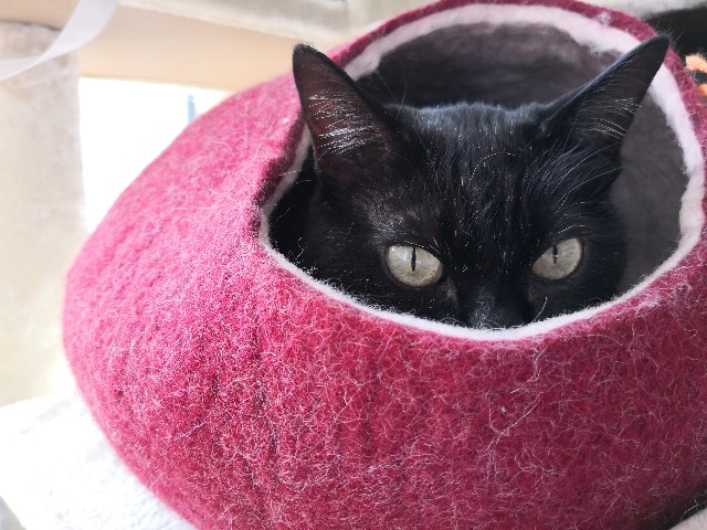 f:id:hiraryo0201:20181123133557j:plain