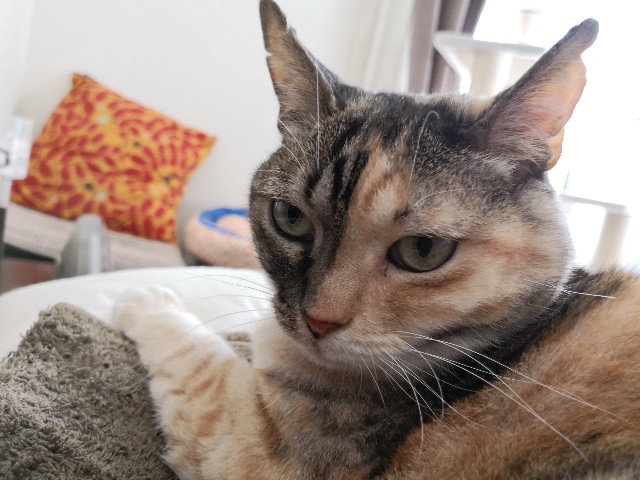 f:id:hiraryo0201:20181201134042j:plain f:id:hiraryo0201:20181201134042j:plain