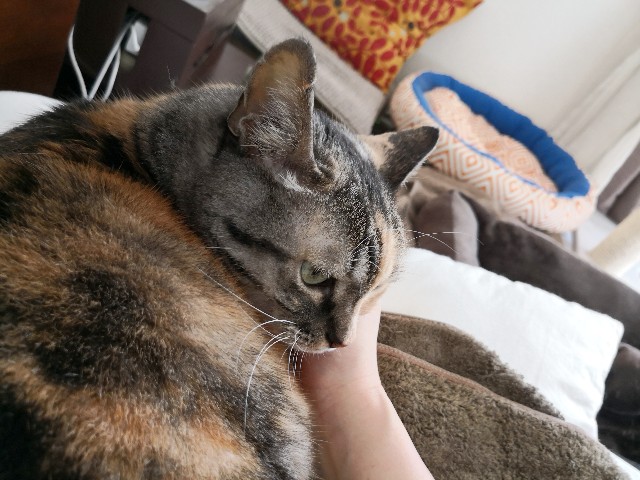 f:id:hiraryo0201:20181201134131j:plain f:id:hiraryo0201:20181201134131j:plain