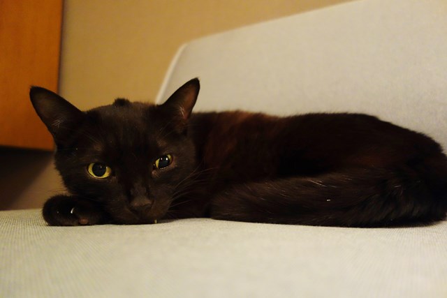 f:id:hiraryo0201:20181201174119j:plain f:id:hiraryo0201:20181201174119j:plain