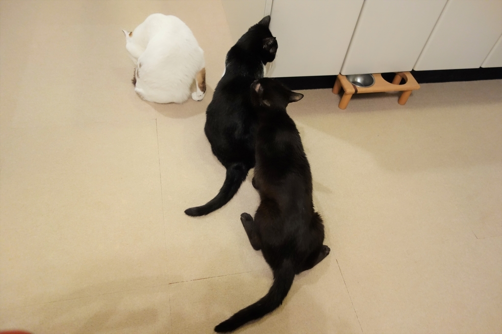 f:id:hiraryo0201:20181201174150j:plain f:id:hiraryo0201:20181201174150j:plain