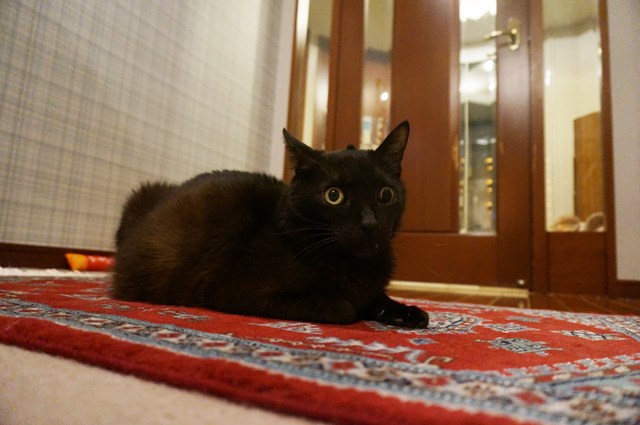 f:id:hiraryo0201:20181201174238j:plain f:id:hiraryo0201:20181201174238j:plain