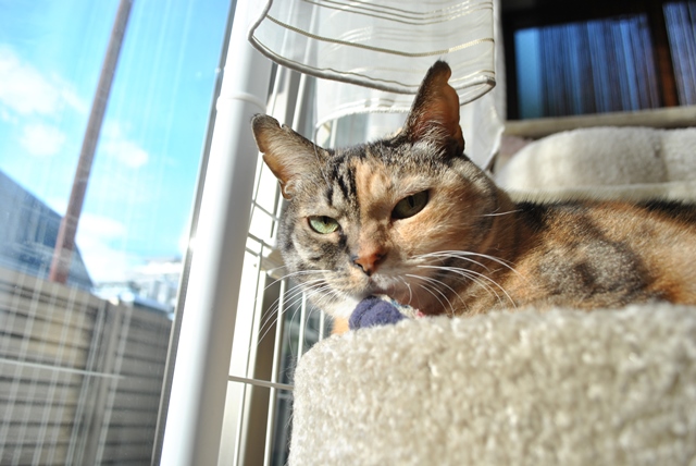 f:id:hiraryo0201:20181201190625j:plain f:id:hiraryo0201:20181201190625j:plain