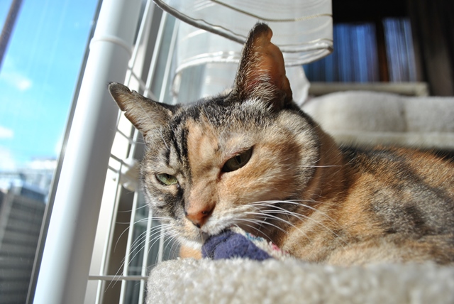 f:id:hiraryo0201:20181201190636j:plain f:id:hiraryo0201:20181201190636j:plain