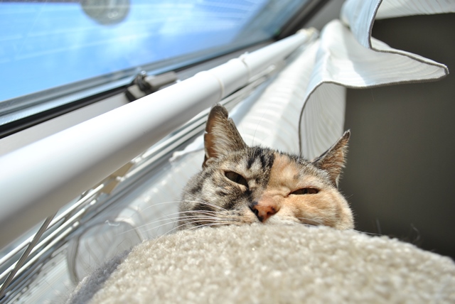 f:id:hiraryo0201:20181201190656j:plain f:id:hiraryo0201:20181201190656j:plain