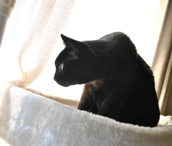 f:id:hiraryo0201:20181201190705j:plain f:id:hiraryo0201:20181201190705j:plain