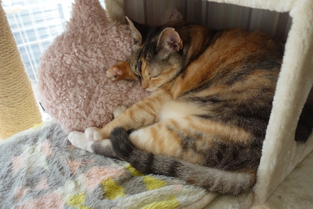 f:id:hiraryo0201:20181201191215j:plain f:id:hiraryo0201:20181201191215j:plain