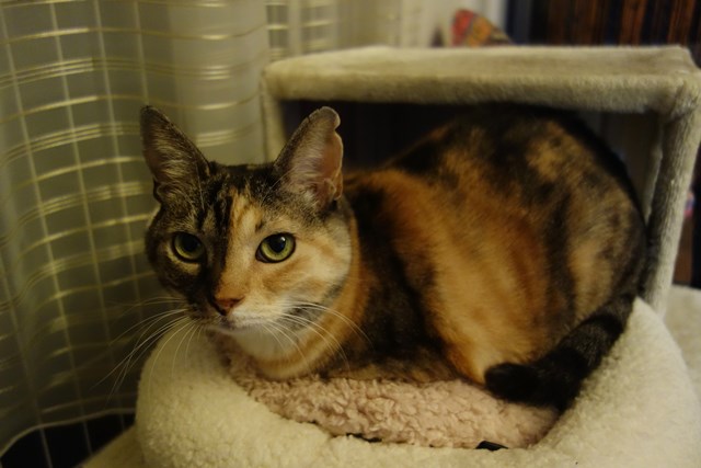 f:id:hiraryo0201:20181201191223j:plain f:id:hiraryo0201:20181201191223j:plain