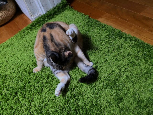 f:id:hiraryo0201:20181208104641j:plain