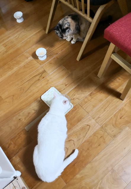 f:id:hiraryo0201:20181208104721j:image