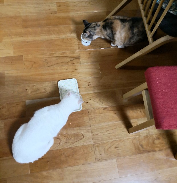 f:id:hiraryo0201:20181208104740j:image