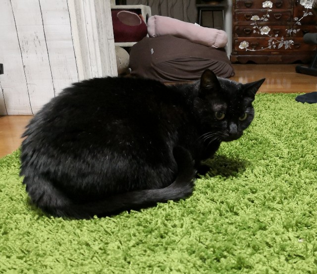 f:id:hiraryo0201:20181208104801j:image