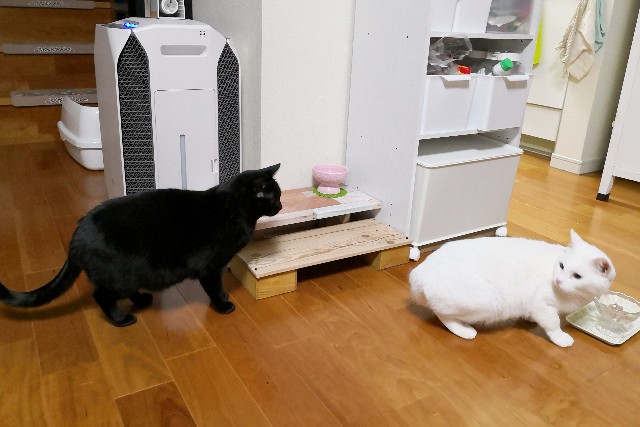 f:id:hiraryo0201:20181208104821j:image