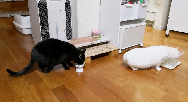 f:id:hiraryo0201:20181208104906j:image