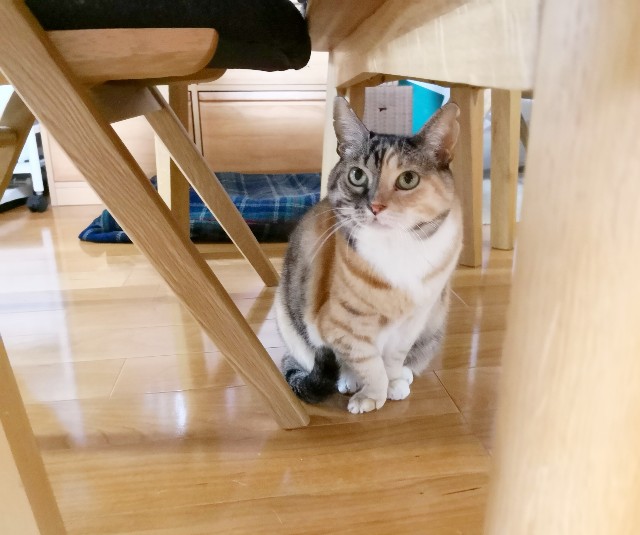 f:id:hiraryo0201:20181208104927j:image