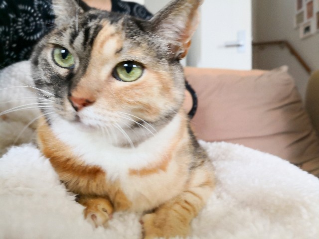 f:id:hiraryo0201:20181209215114j:plain f:id:hiraryo0201:20181209215114j:plain