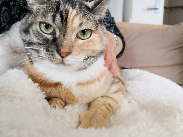 f:id:hiraryo0201:20181209215126j:plain f:id:hiraryo0201:20181209215126j:plain