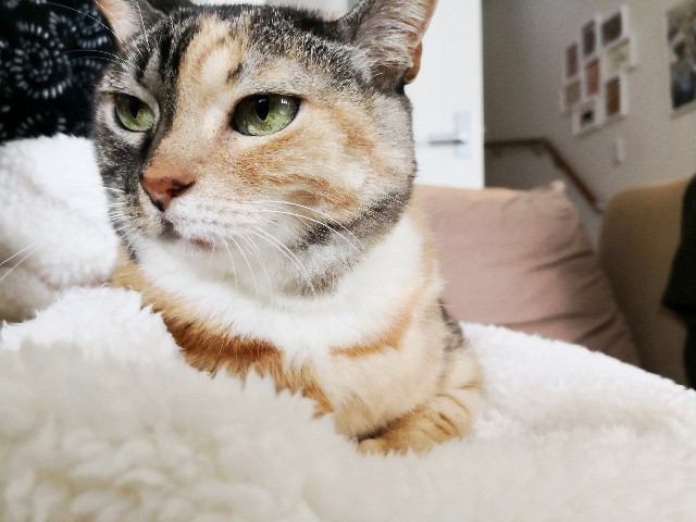 f:id:hiraryo0201:20181209215138j:plain f:id:hiraryo0201:20181209215138j:plain