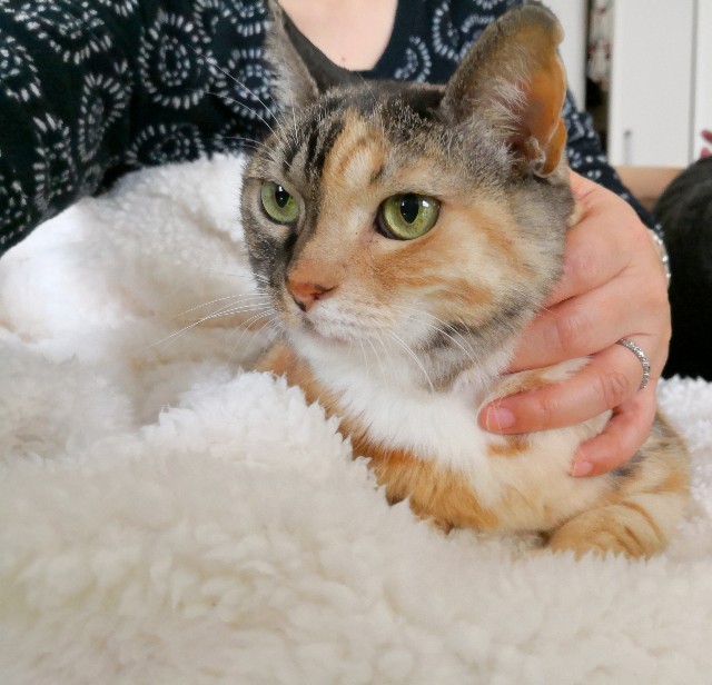 f:id:hiraryo0201:20181209215149j:plain f:id:hiraryo0201:20181209215149j:plain