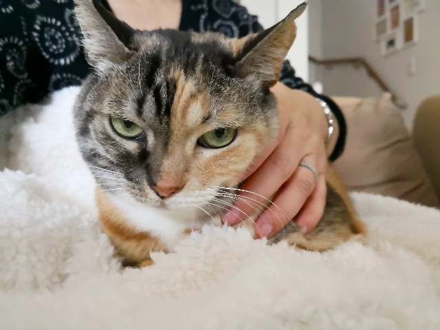 f:id:hiraryo0201:20181209215200j:plain f:id:hiraryo0201:20181209215200j:plain