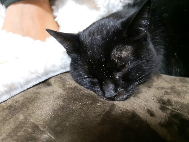 f:id:hiraryo0201:20181209215550j:plain f:id:hiraryo0201:20181209215550j:plain