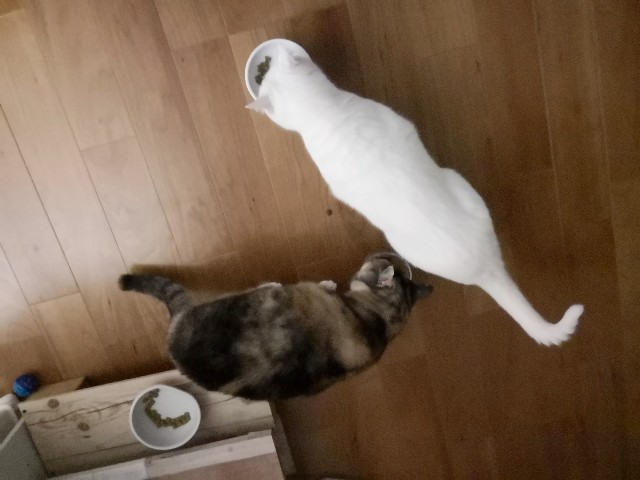 f:id:hiraryo0201:20181216154808j:image