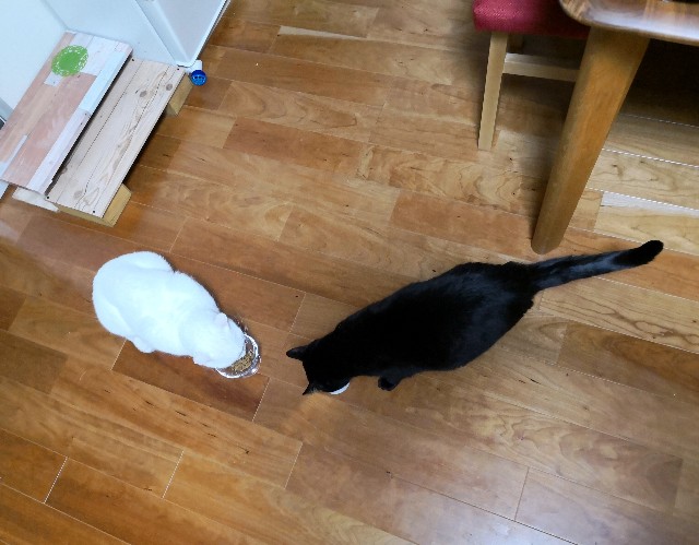 f:id:hiraryo0201:20181216154840j:image